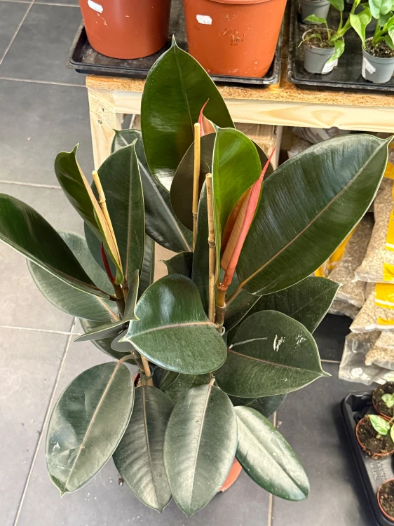 Fikus sprężysty 'Abidjan'  Ficus elastica 'Abidjan' (1).jpeg