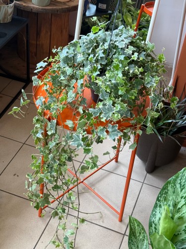 Bluszcz pospolity 'White' / Hedera helix 'White'