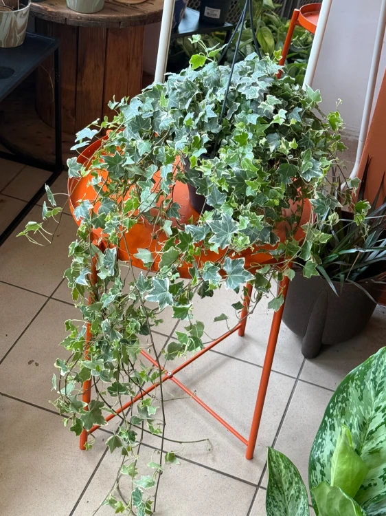 Bluszcz pospolity 'White' / Hedera helix 'White'