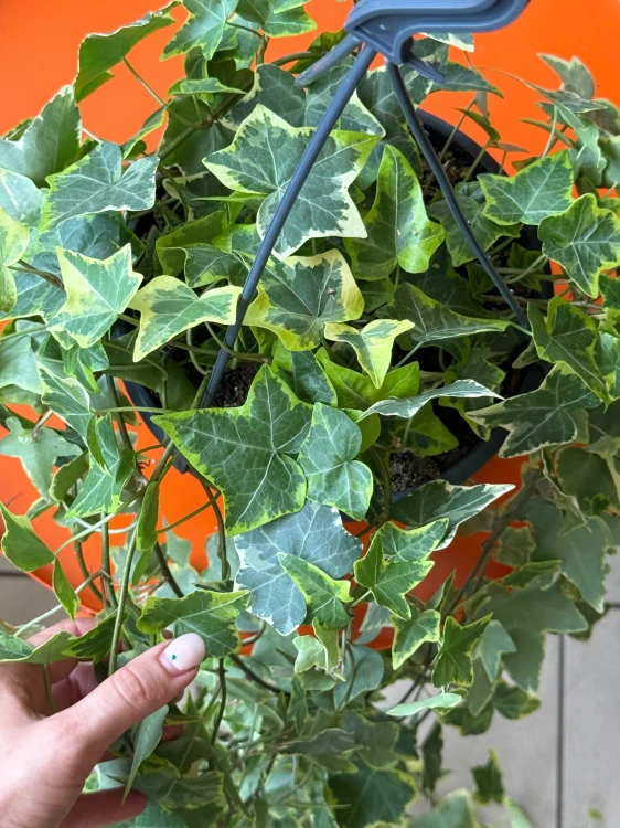 Bluszcz pospolity 'Gold Child'  Hedera helix 'Gold Child (2).jpeg