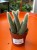 cactus Hildewintera colademonis -KOCIE OGONY (1).jpeg