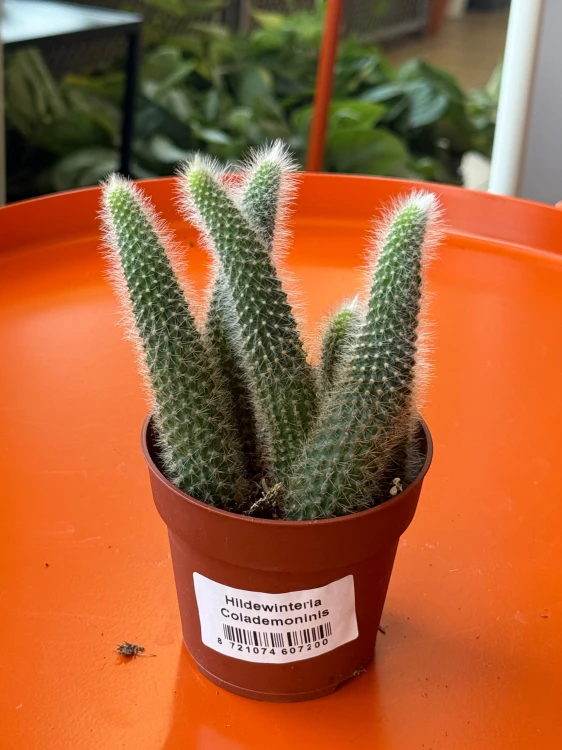 cactus Hildewintera colademonis -KOCIE OGONY (1).jpeg