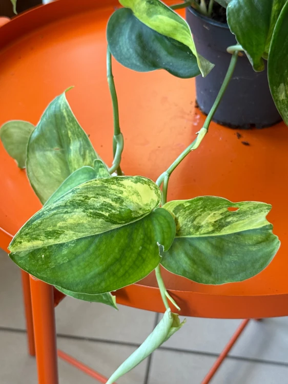 Scindapsus Jade Satin (3).jpeg