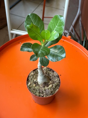 Pachypodium succulentum  Pachypodium succulentum  (2).jpeg