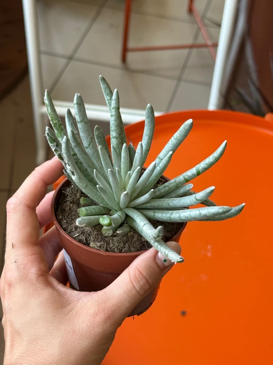 Senecio scaposus  Curio scaposu (2).jpeg