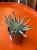 Senecio scaposus  Curio scaposu (4).jpeg