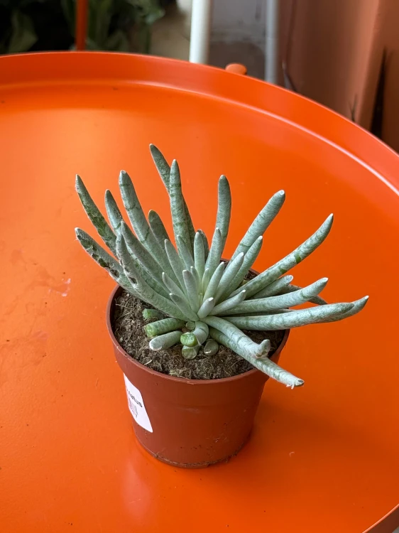 Senecio scaposus  Curio scaposu (1).jpeg