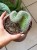 Mammillaria 'Un Pico Cristata'  (2).jpeg