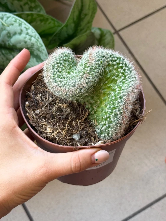 Mammillaria 'Un Pico Cristata'  (2).jpeg