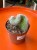 Mammillaria 'Un Pico Cristata'  (1).jpeg