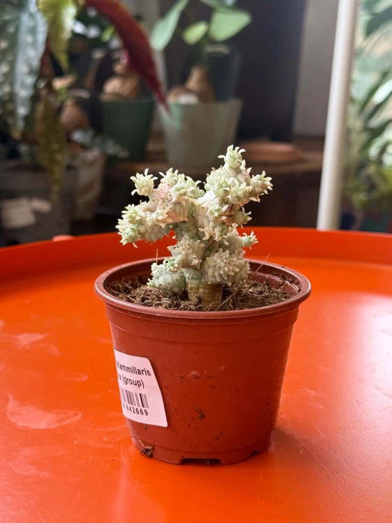 Euphorbia mammillaris wilczomlecz variegat (1).jpg