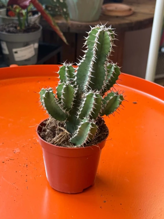 Euphorbia polyacantha   (1).jpg