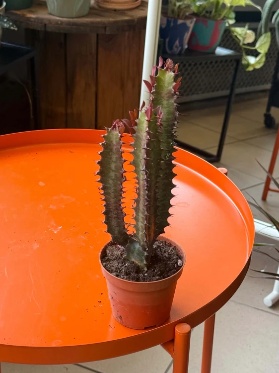 euphorbia trigona 'Rubra'  wilczomlecz (2).jpg