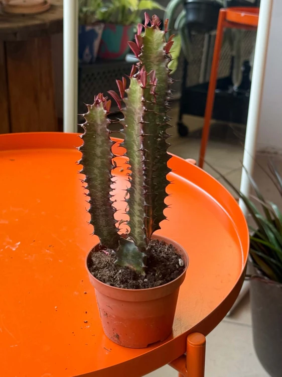 euphorbia trigona 'Rubra'  wilczomlecz (1).jpg