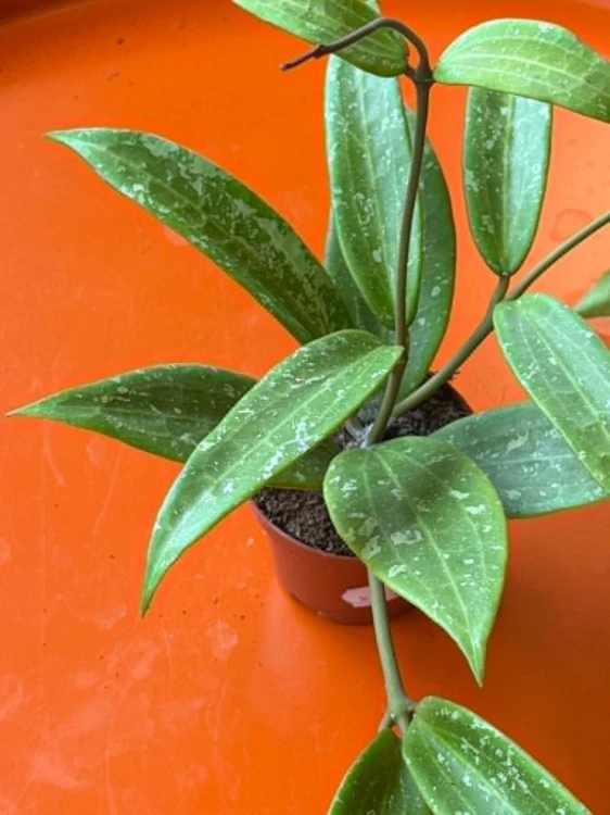 Hoya sp. Loei  Hoya sp. 'Loei' (1).jpg