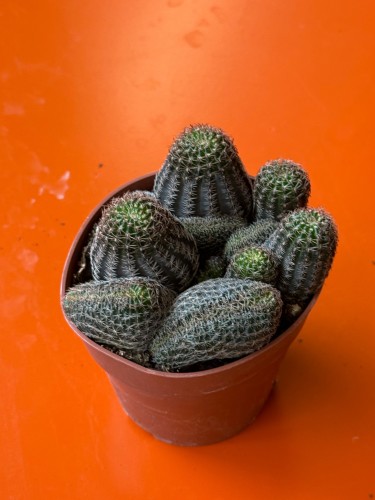 Lobivia densispina 'Cristata' / Lobivia densispina f. cristata