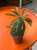 Pachypodium Lamerei  (3).jpeg