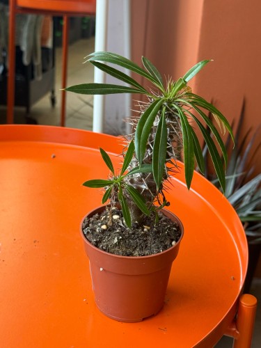Pachypodium Lamerei  (4).jpeg