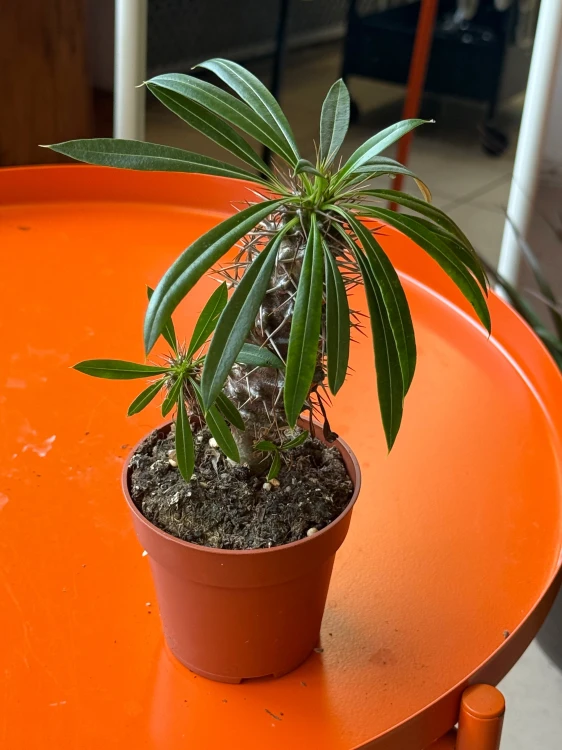 Pachypodium Lamerei  (1).jpeg