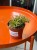 Rhipsalis clavata Easy Sweety patyczak  (1).jpeg