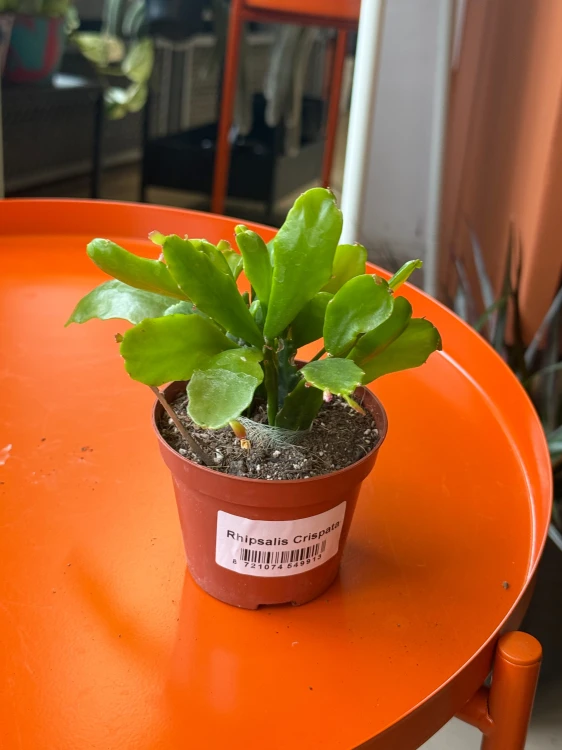 Rhipsalis crispata  Patyczak crispata  (2).jpeg