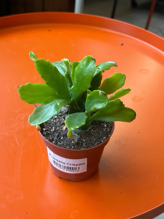 Rhipsalis crispata  Patyczak crispata  (1).jpeg