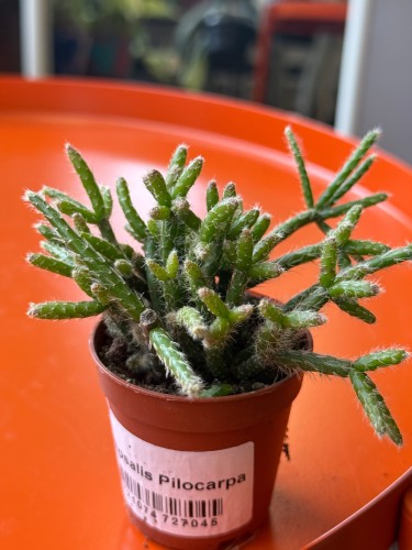 Rhipsalis pilocarpa  Patyczak pilocarpa (2).jpeg