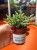 Rhipsalis pilocarpa  Patyczak pilocarpa (3).jpeg