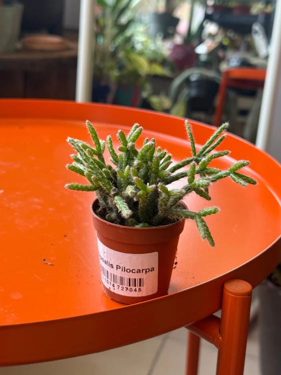 Rhipsalis pilocarpa  Patyczak pilocarpa (4).jpeg