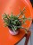 Rhipsalis pilocarpa  Patyczak pilocarpa (1).jpeg