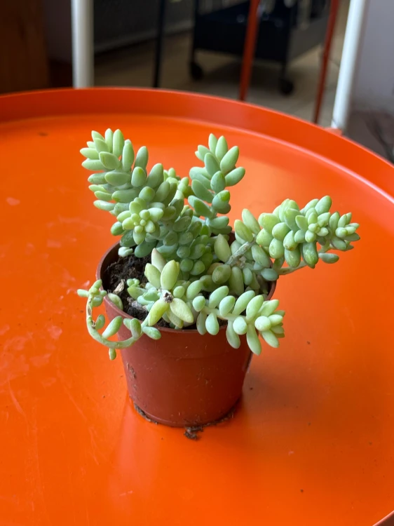 Sedum Burrito (1).jpeg