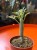 Senecio articulatus / Curio articulatus – Senecio przegubowy