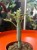 Senecio articulatus / Curio articulatus – Senecio przegubowy