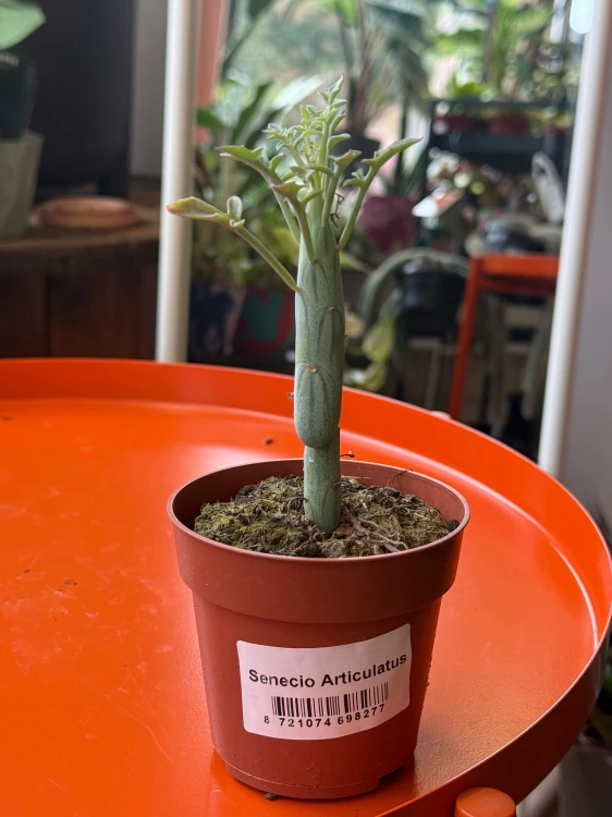 Senecio articulatus / Curio articulatus – Senecio przegubowy