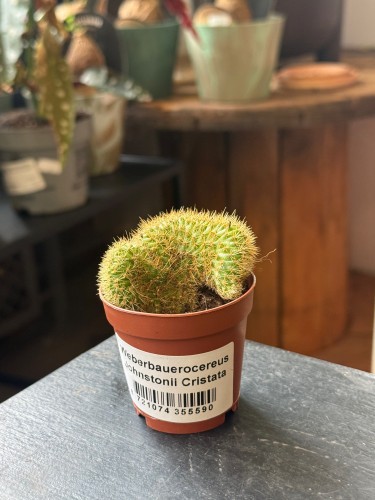 Weberbauerocereus johnstonii 'Cristata' (2).jpeg