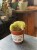 Weberbauerocereus johnstonii 'Cristata' (2).jpeg