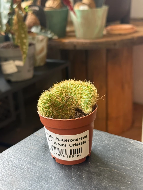 Weberbauerocereus johnstonii 'Cristata' (2).jpeg