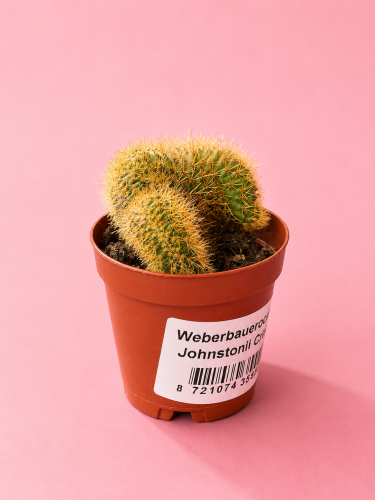 Weberbauerocereus johnstonii 'Cristata'