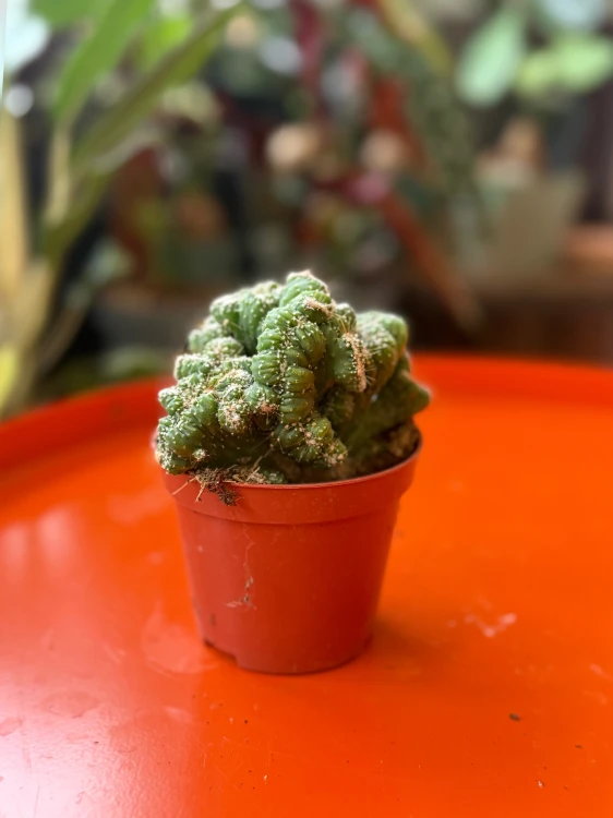 cereus peruvianus monstruosa  (3).jpeg