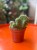 cylindropuntia fulgida cristata (2).jpeg
