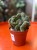 cylindropuntia fulgida cristata (3).jpeg