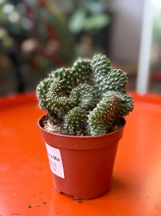 cylindropuntia fulgida cristata (3).jpeg