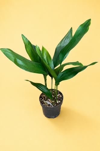 aspidistra elatior aspidistra wyniosła