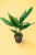 aspidistra elatior aspidistra wyniosła