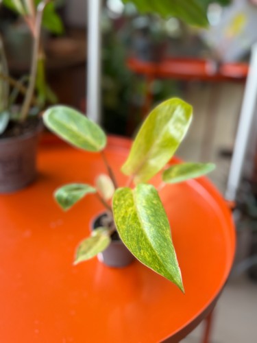 filodendron philodendron painted lady  (2).jpeg