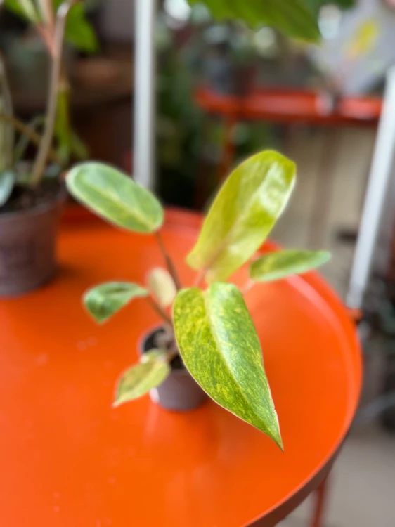 filodendron philodendron painted lady  (2).jpeg