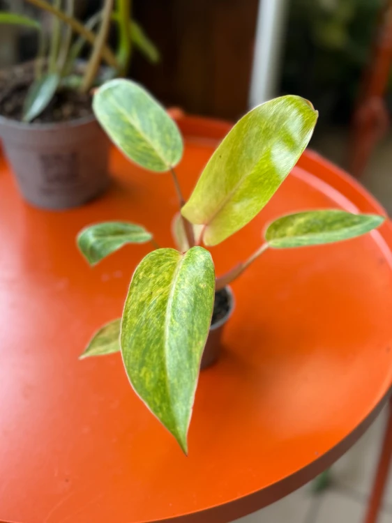 filodendron philodendron painted lady  (3).jpeg