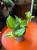 Epipremnum 'Lemon Top' (1).jpeg