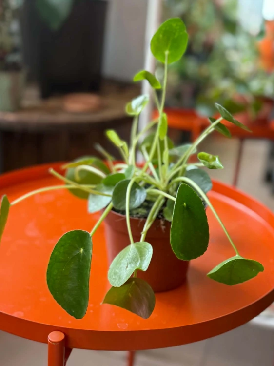 pilea pieniążek peperomoides