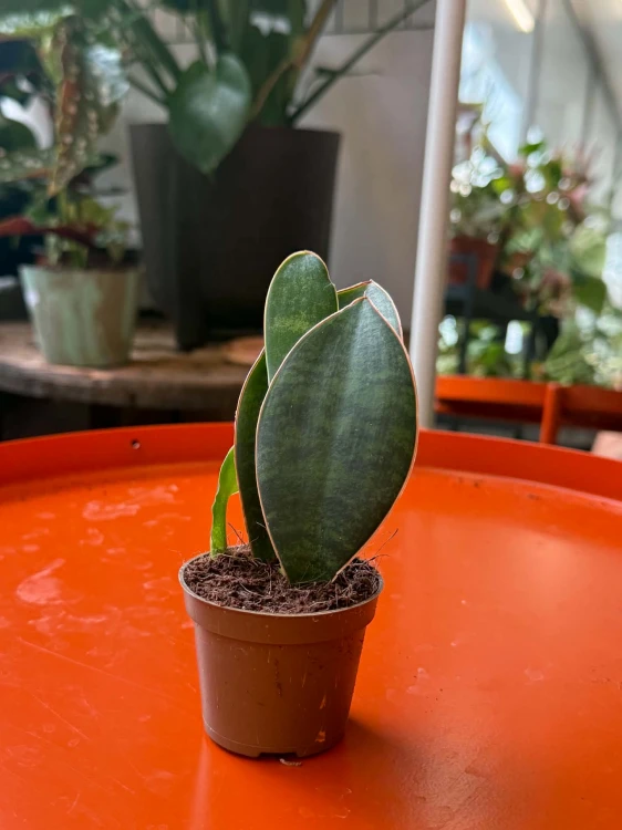 Sansevieria grandis sansewieria łopata masoniana